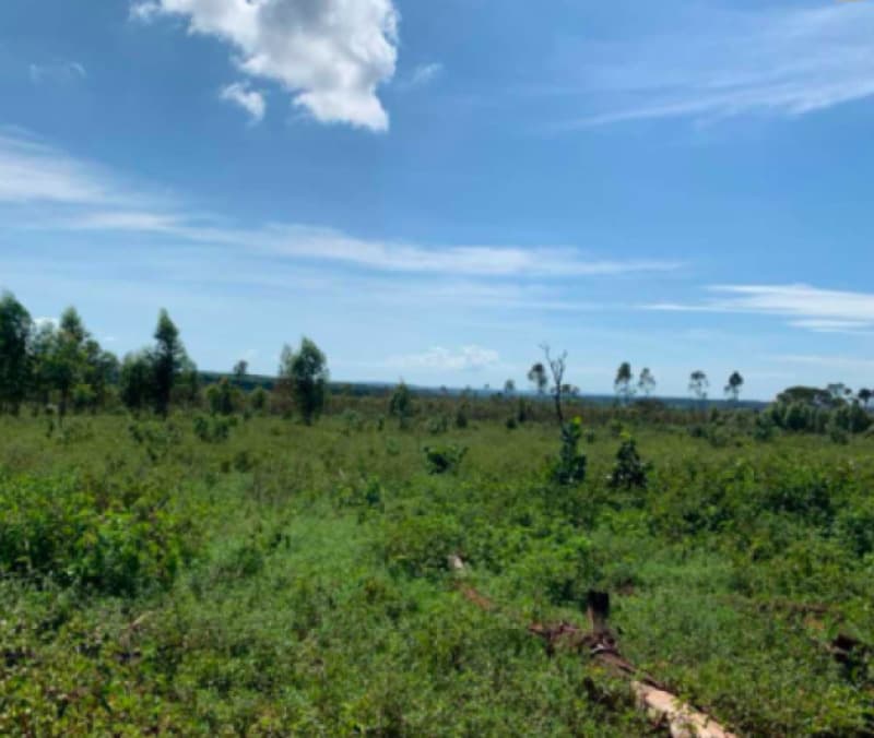 Area Rural em leilão em Lagamar - MG — LOTE 002 IMÓVEL RURAL NO DISTRITO DE SÃO BRÁS/MG