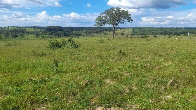 Area Rural em leilão em Presidente Olegário - MG — LOTE 003 UM IMÓVEL RURAL EM PRESIDENTE OLEGÁRIO