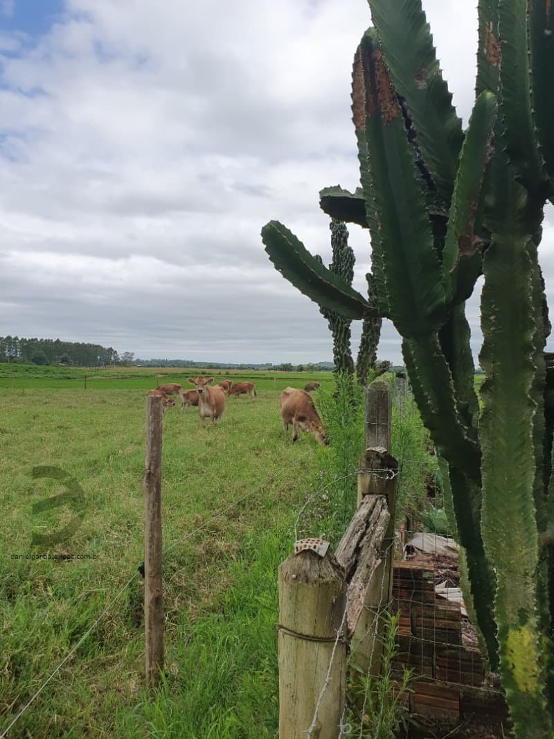 Foto 5 de 5: Area Rural em leilão em Praia Grande - SC — LOTE 001 Imóvel