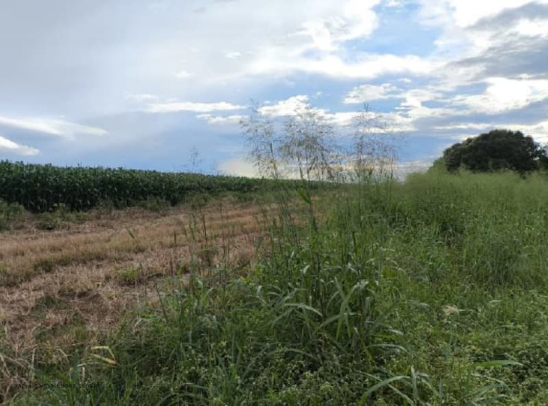 Foto 9 de 10: Terreno em leilão em Ipiranga Do Norte - MT, bairro Centro — LOTE 028 Imóveis