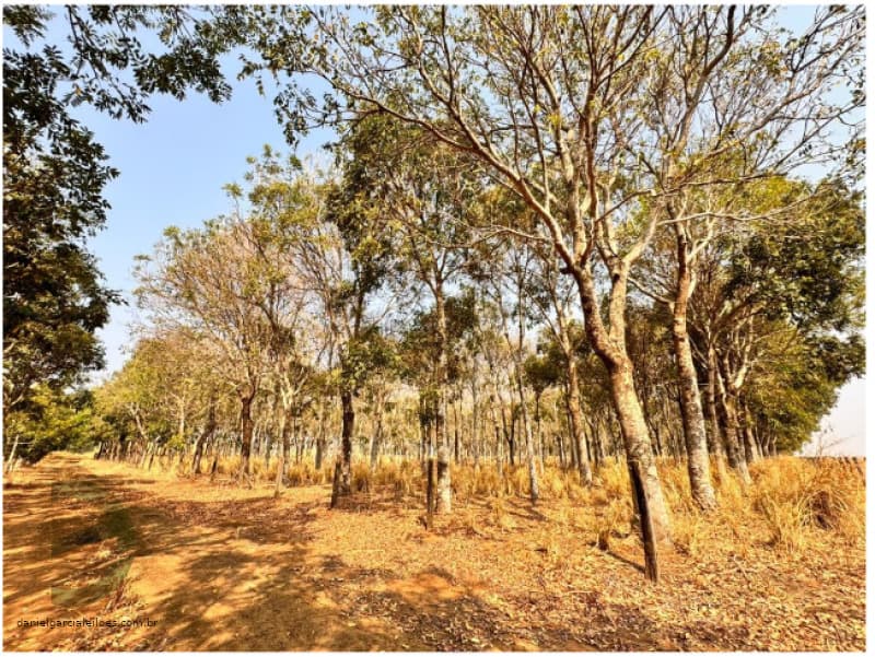 Foto 6 de 6: Area Rural em leilão em Nova Mutum - MT, bairro Vila São Manoel — LOTE 033 Imóvel