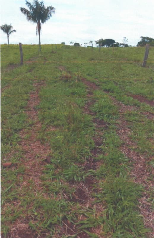 Foto 4 de 6: Area Rural em leilão em Alvorada D'oeste - RO — LOTE 001 IMÓVEL RURAL EM ALVORADA D'OESTE/RO