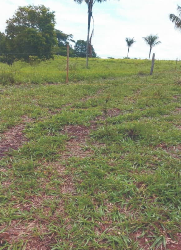 Foto 1 de 5: Area Rural em leilão em Alvorada D'oeste - RO — LOTE 001 IMÓVEL RURAL EM ALVORADA D´OESTE/RO