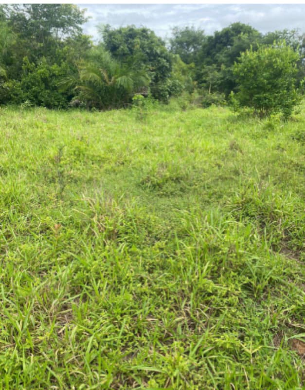 Foto 2 de 4: Area Rural em leilão em Costa Marques - RO — LOTE 001 IMÓVEL RURAL EM COSTA MARQUES/RO