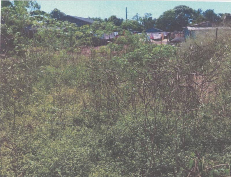 Foto 4 de 7: Terreno em leilão em Alvorada D'oeste - RO — LOTE 001 LOTE URBANO EM ALVORADA DO OESTE/RO