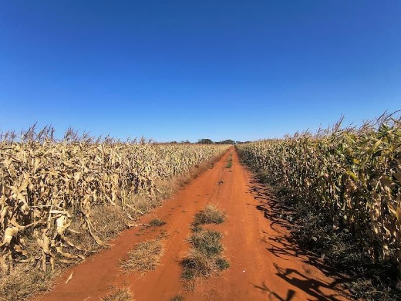 Foto 8 de 11: Terreno em leilão em Paranaiguara - GO — LOTE 001 Terreno rural com ou sem benfeitorias