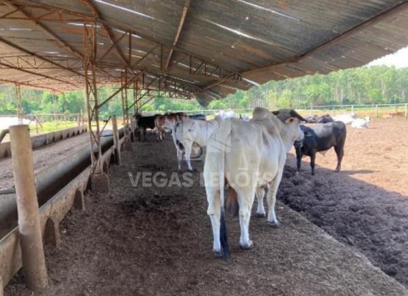Foto 11 de 17: Area Rural em leilão em Parapuã - SP, bairro Monte Alegre — LOTE 001 Área rural em Parapuã/SP
