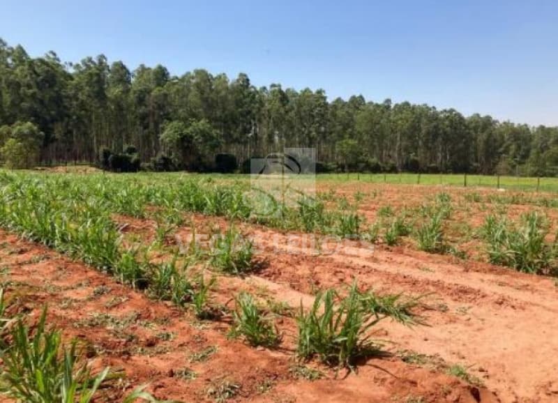 Foto 14 de 17: Area Rural em leilão em Parapuã - SP, bairro Monte Alegre — LOTE 001 Área rural em Parapuã/SP