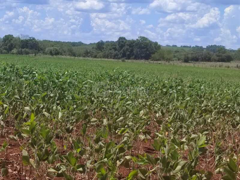 Foto 13 de 18: Imóvel em leilão em São Miguel Das Missões - RS — LOTE 003-1 1,4250has em Santa Bárbara, São Miguel das Missões/RS