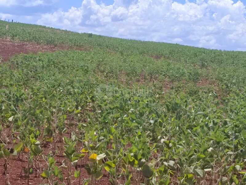 Foto 4 de 18: Imóvel em leilão em São Miguel Das Missões - RS — LOTE 003-2 1,40has em Santa Bárbara, São Miguel das Missões/RS