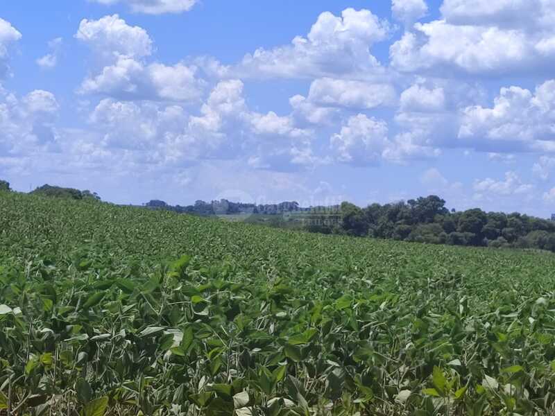 Foto 7 de 18: Imóvel em leilão em São Miguel Das Missões - RS — LOTE 003-2 1,40has em Santa Bárbara, São Miguel das Missões/RS