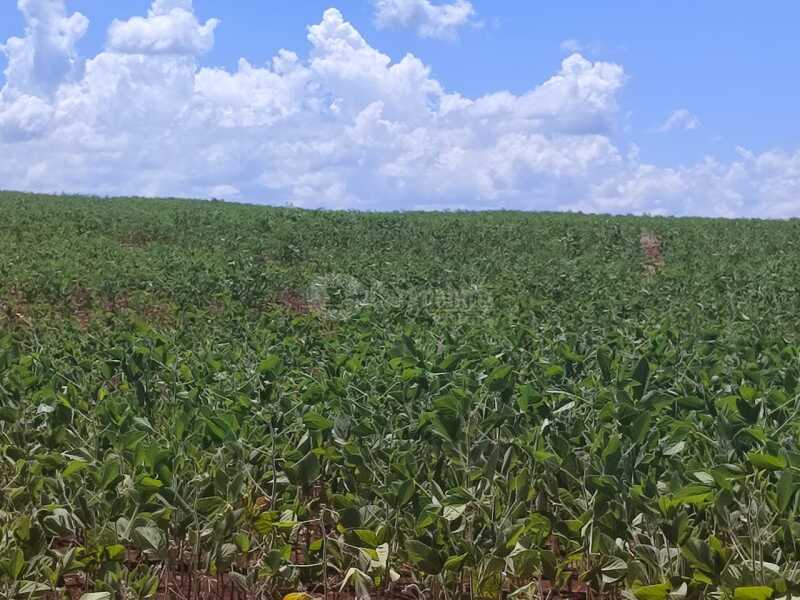 Foto 10 de 18: Imóvel em leilão em São Miguel Das Missões - RS — LOTE 003-2 1,40has em Santa Bárbara, São Miguel das Missões/RS