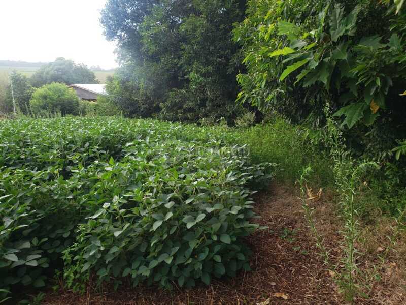 Foto 3 de 8: Terreno em leilão em Não-me-toque - RS — LOTE 001 Um terreno c/área de 2.320m² - São José do Centro - NÃO-ME-TOQUE/RS
