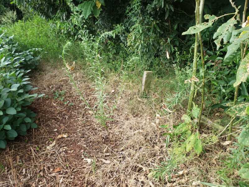 Foto 6 de 8: Terreno em leilão em Não-me-toque - RS — LOTE 001 Um terreno c/área de 2.320m² - São José do Centro - NÃO-ME-TOQUE/RS