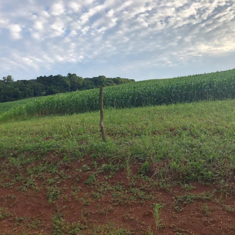 Foto 10 de 34: Area Rural em leilão em Ibiraiaras - RS — LOTE 001 Imóvel