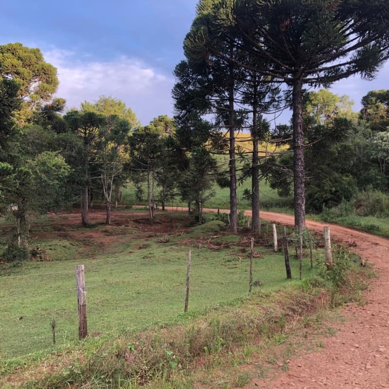 Foto 11 de 34: Area Rural em leilão em Ibiraiaras - RS — LOTE 001 Imóvel
