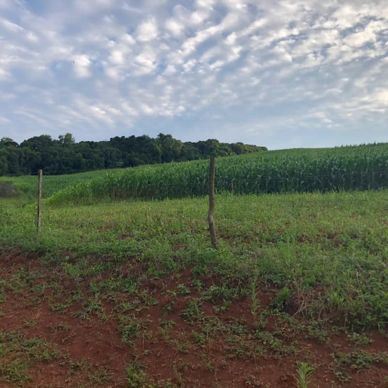 Foto 21 de 34: Area Rural em leilão em Ibiraiaras - RS — LOTE 001 Imóvel