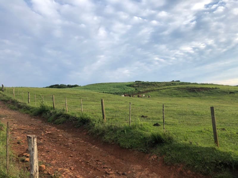 Foto 29 de 34: Area Rural em leilão em Ibiraiaras - RS — LOTE 001 Imóvel