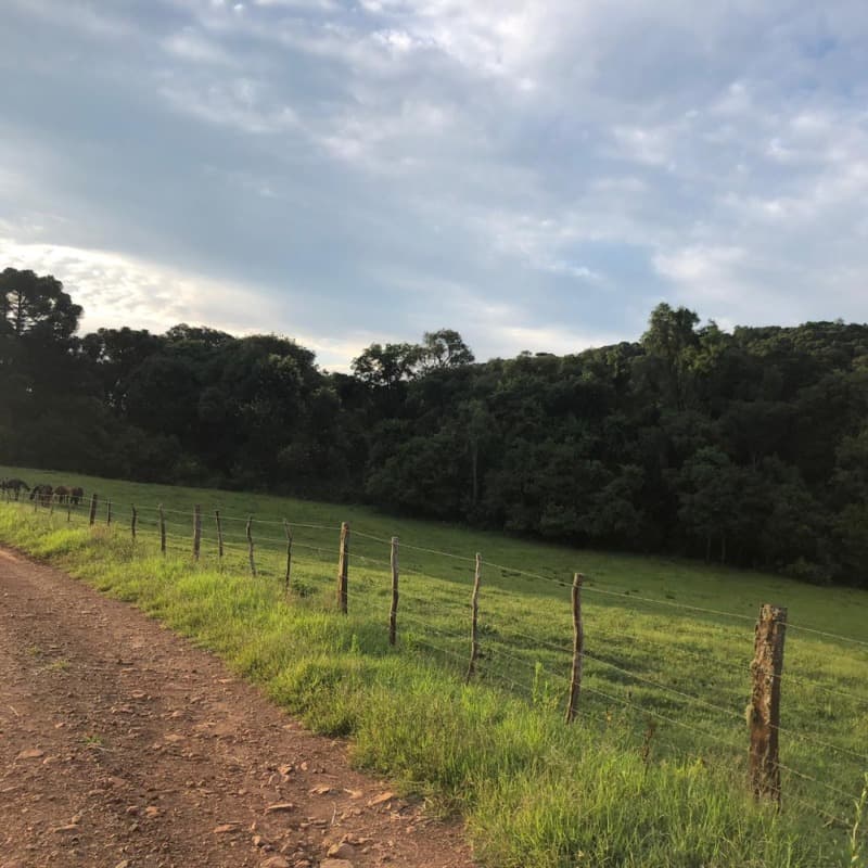 Foto 30 de 34: Area Rural em leilão em Ibiraiaras - RS — LOTE 001 Imóvel
