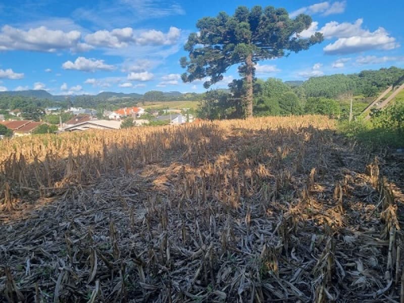 Foto 2 de 8: Imóvel em leilão em São Domingos Do Sul - RS — LOTE 001 Imóvel