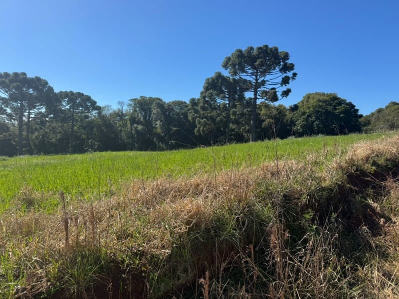 Foto 4 de 11: Imóvel em leilão em Marau - RS — LOTE 003 Imóvel