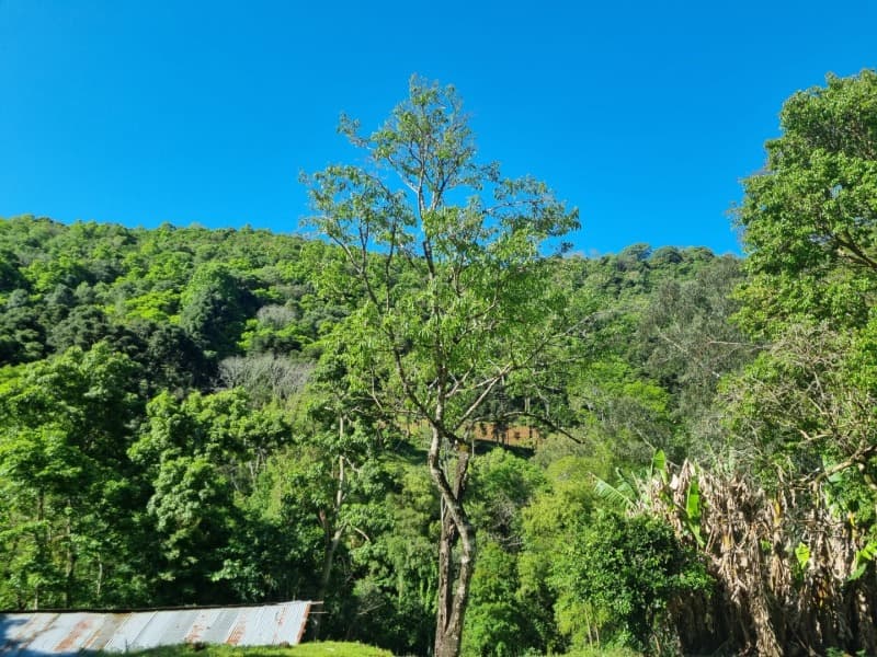 Foto 3 de 6: Area Rural em leilão em Floriano Peixoto - RS — LOTE 002 Imóvel
