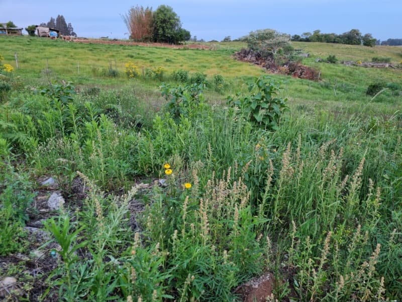 Foto 11 de 12: Terreno em leilão em Soledade - RS — LOTE 016 Imóvel