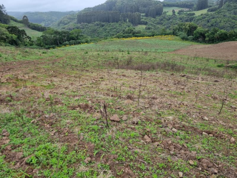 Foto 3 de 22: Area Rural em leilão em Barros Cassal - RS — LOTE 006 imóvel