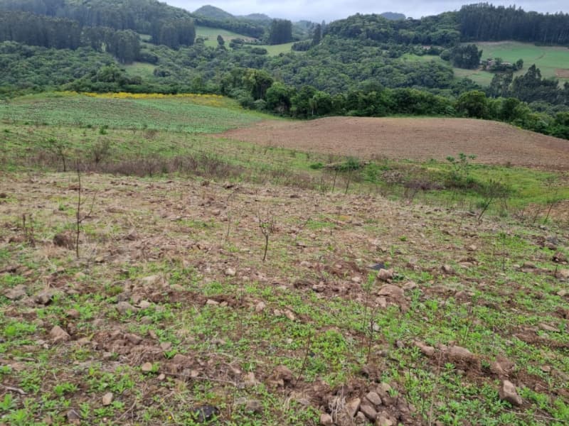 Foto 8 de 22: Area Rural em leilão em Barros Cassal - RS — LOTE 006 imóvel