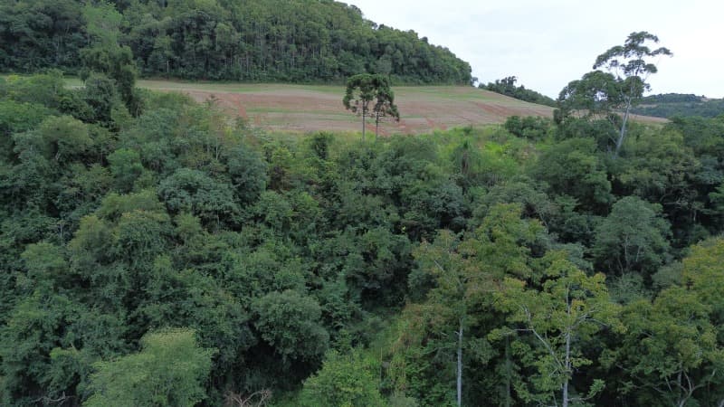 Foto 23 de 30: Terreno em leilão em Carlos Gomes - RS — LOTE 001 Imóvel