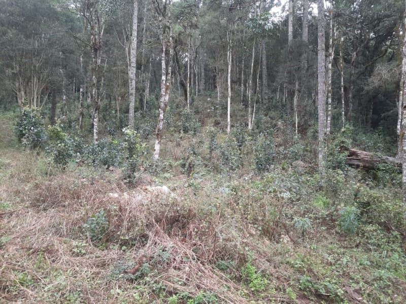 Foto 1 de 26: Terreno em leilão em Arvorezinha - RS — LOTE 001 Imóvel