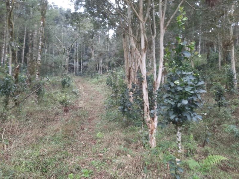 Foto 2 de 26: Terreno em leilão em Arvorezinha - RS — LOTE 001 Imóvel