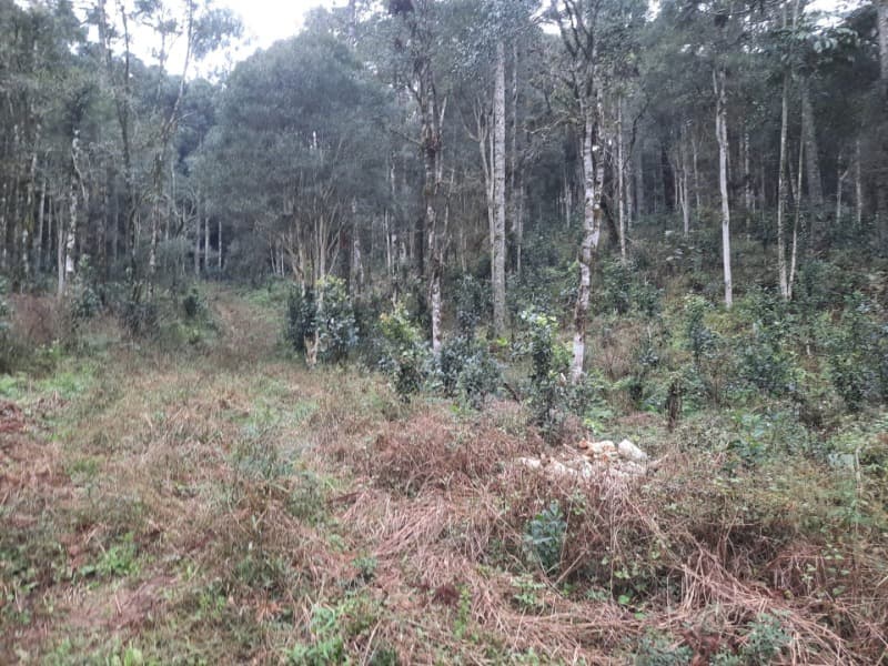 Foto 3 de 26: Terreno em leilão em Arvorezinha - RS — LOTE 001 Imóvel