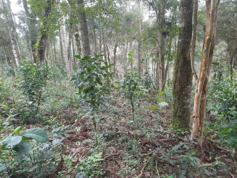 Foto 5 de 26: Terreno em leilão em Arvorezinha - RS — LOTE 001 Imóvel
