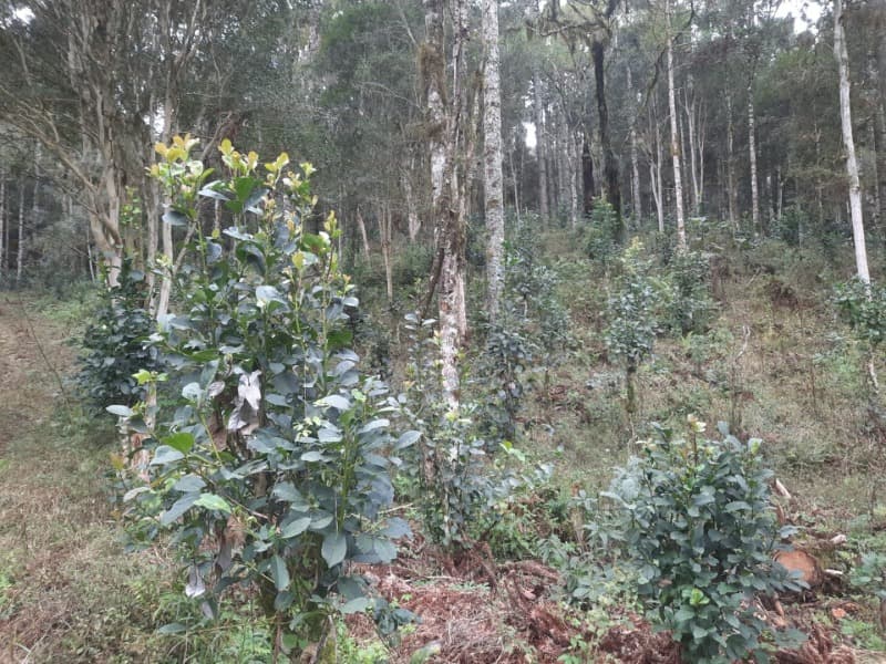 Foto 7 de 26: Terreno em leilão em Arvorezinha - RS — LOTE 001 Imóvel