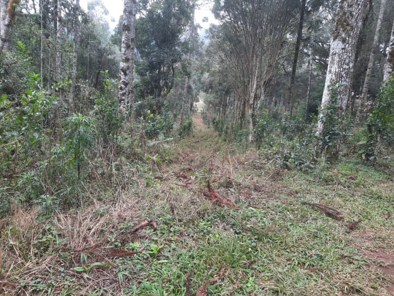 Foto 8 de 26: Terreno em leilão em Arvorezinha - RS — LOTE 001 Imóvel