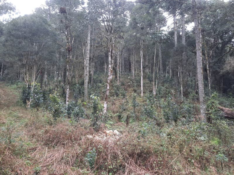 Foto 9 de 26: Terreno em leilão em Arvorezinha - RS — LOTE 001 Imóvel