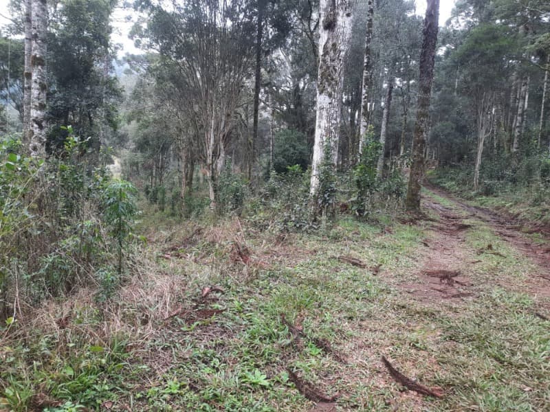 Foto 10 de 26: Terreno em leilão em Arvorezinha - RS — LOTE 001 Imóvel