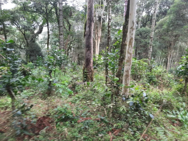 Foto 11 de 26: Terreno em leilão em Arvorezinha - RS — LOTE 001 Imóvel