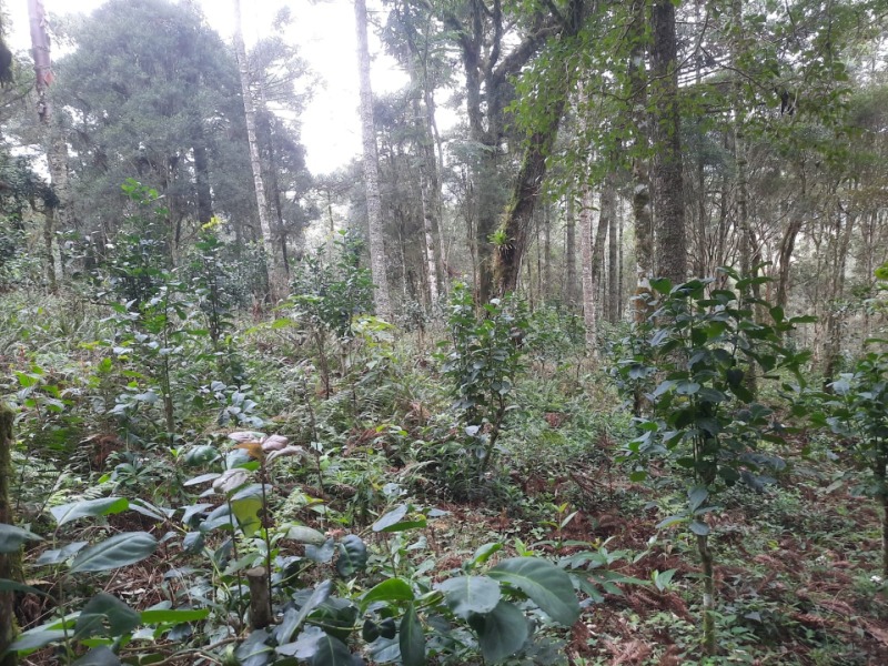 Foto 13 de 26: Terreno em leilão em Arvorezinha - RS — LOTE 001 Imóvel