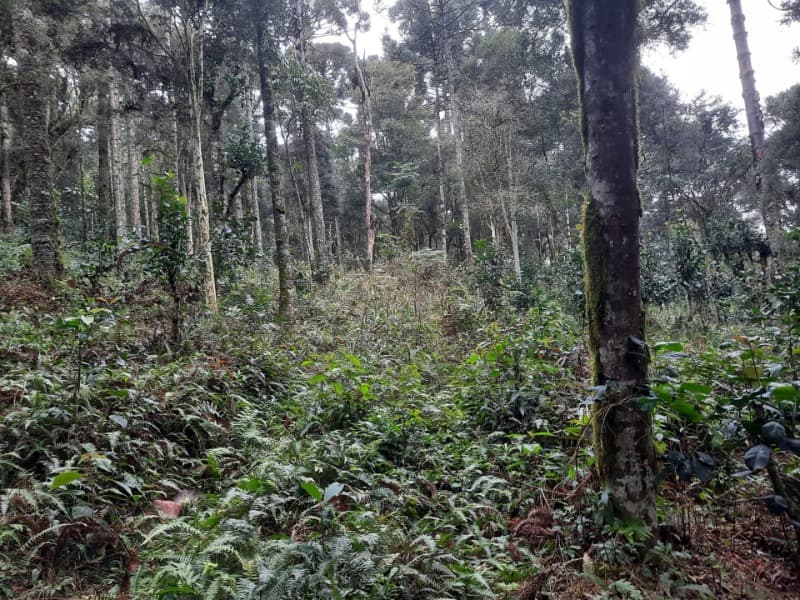 Foto 15 de 26: Terreno em leilão em Arvorezinha - RS — LOTE 001 Imóvel