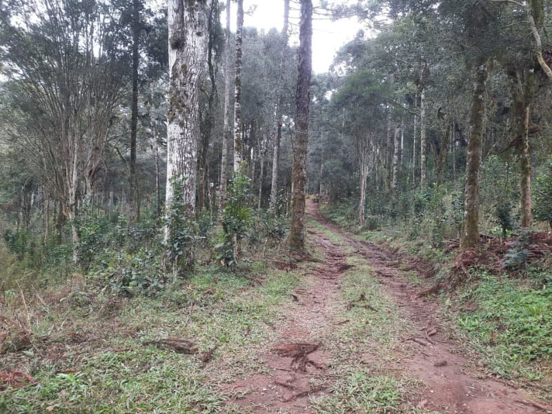 Foto 16 de 26: Terreno em leilão em Arvorezinha - RS — LOTE 001 Imóvel