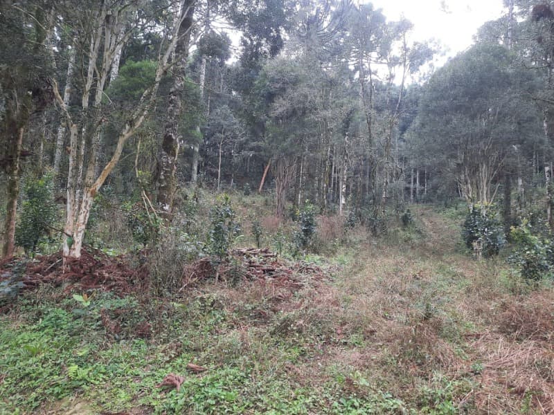Foto 17 de 26: Terreno em leilão em Arvorezinha - RS — LOTE 001 Imóvel