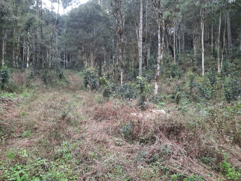 Foto 18 de 26: Terreno em leilão em Arvorezinha - RS — LOTE 001 Imóvel