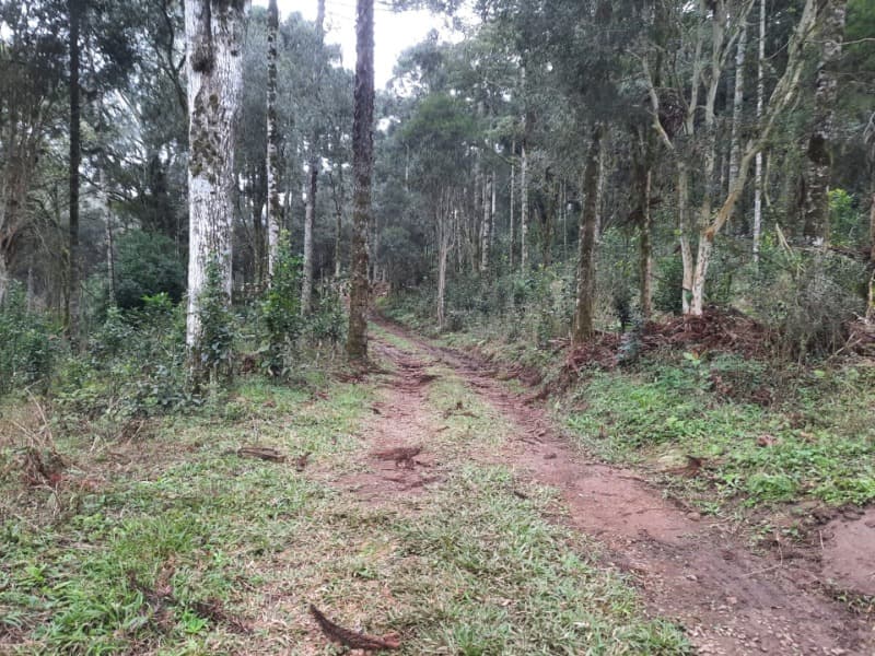 Foto 19 de 26: Terreno em leilão em Arvorezinha - RS — LOTE 001 Imóvel