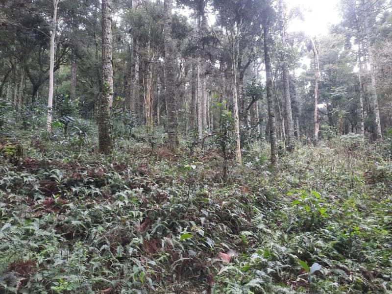 Foto 20 de 26: Terreno em leilão em Arvorezinha - RS — LOTE 001 Imóvel