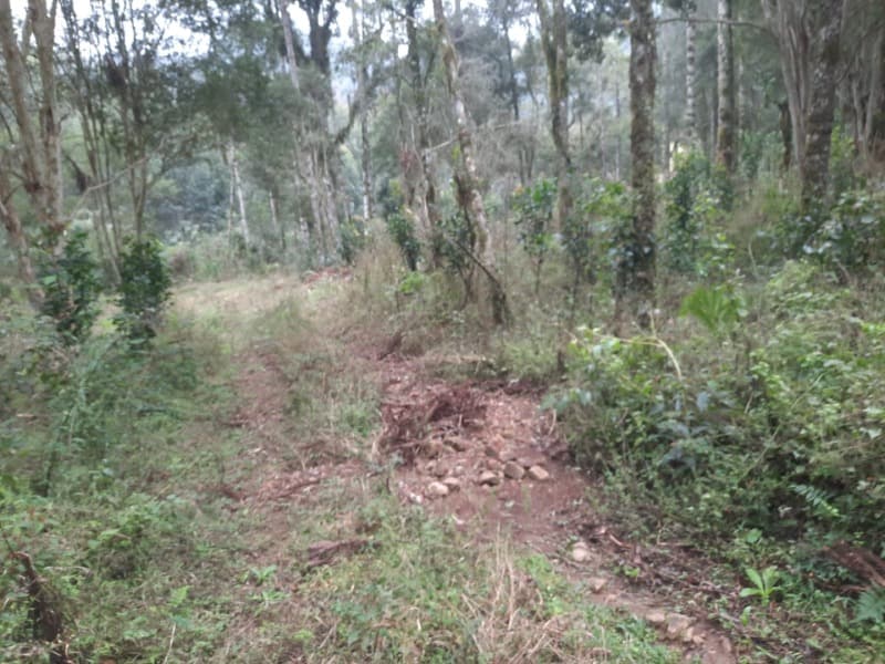 Foto 21 de 26: Terreno em leilão em Arvorezinha - RS — LOTE 001 Imóvel