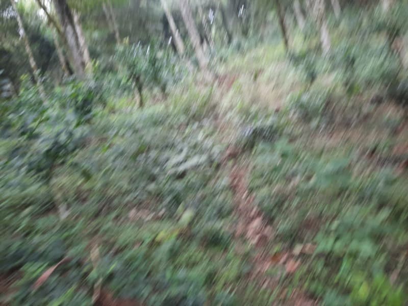 Foto 22 de 26: Terreno em leilão em Arvorezinha - RS — LOTE 001 Imóvel