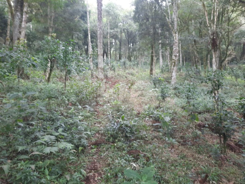 Foto 23 de 26: Terreno em leilão em Arvorezinha - RS — LOTE 001 Imóvel