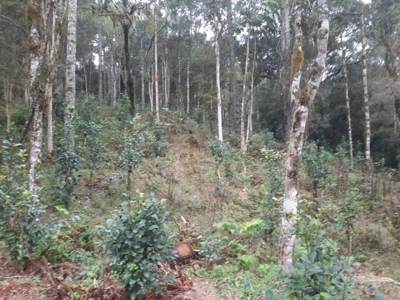 Foto 24 de 26: Terreno em leilão em Arvorezinha - RS — LOTE 001 Imóvel
